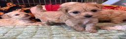 Maltipoo dogs for sale: Toy Maltipoo Puppies (TOY MALTESE X TOY POODLE) - Advert 1