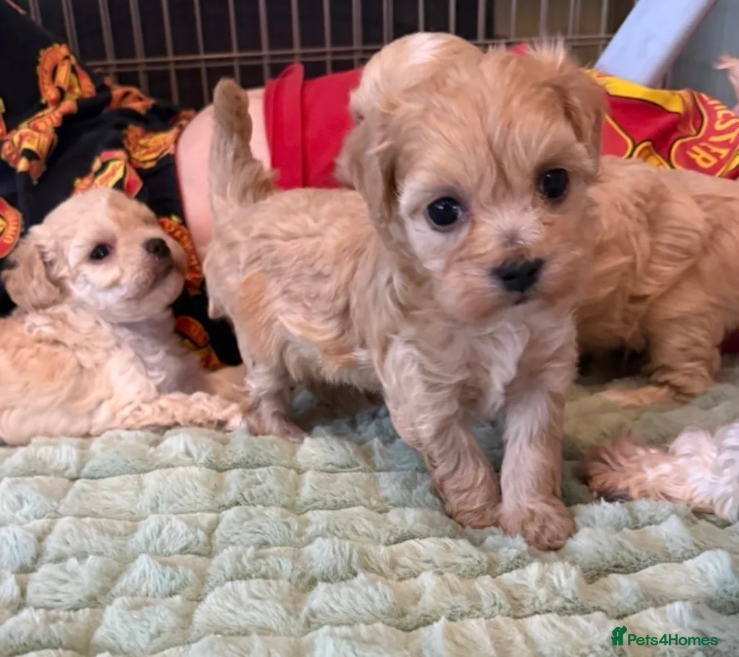Maltipoo dogs for sale: Toy Maltipoo Puppies (TOY MALTESE X TOY POODLE) - Advert 1