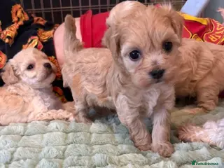 Maltipoo dogs Toy Maltipoo Puppies (TOY MALTESE X TOY POODLE) - Advert 7