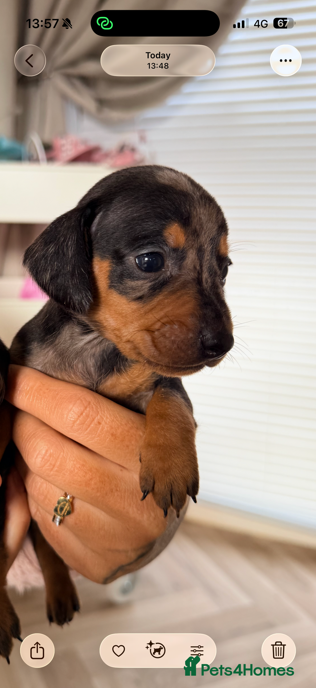 Dachshund dogs for sale: ⭐️LAST BOY AVAILABLE- Mini dachshunds pups⭐️ - Advert 20