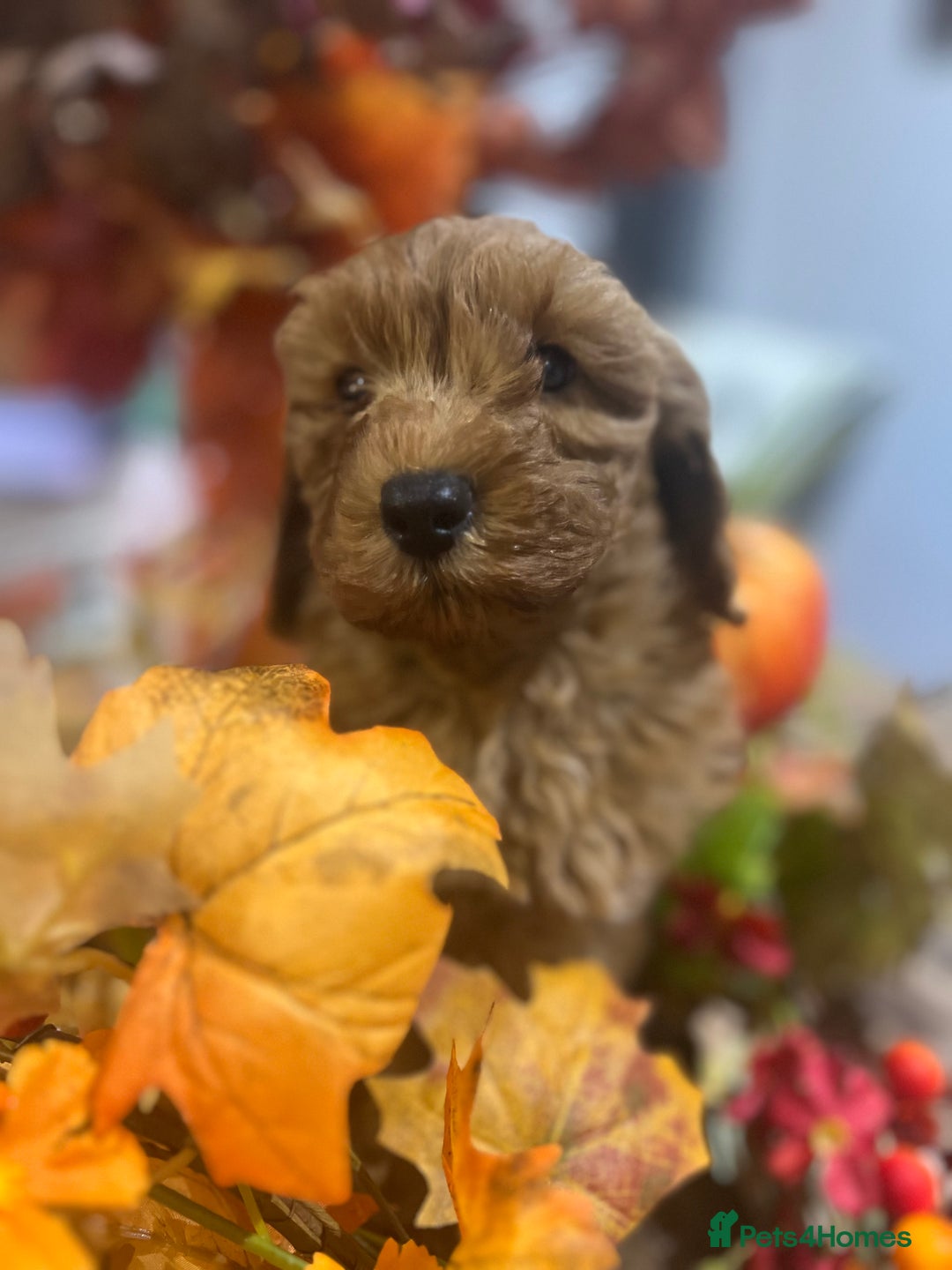 Cavapoo dogs for sale: READY TODAY - Image 6