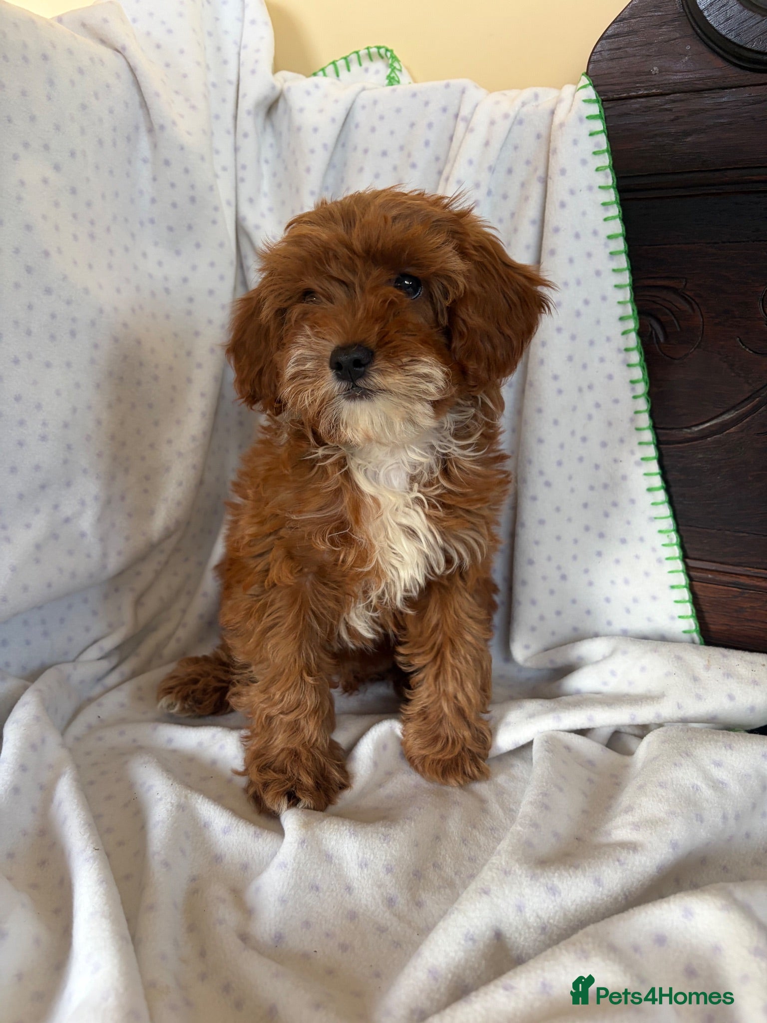 Cavapoo dogs FULLY HEALTH TESTED RED AND GOLD F1B TOY CAVAPOOS - Advert 1