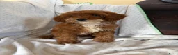 Cavapoo dogs for sale: FULLY HEALTH TESTED RED AND GOLD F1B TOY CAVAPOOS - Advert 1