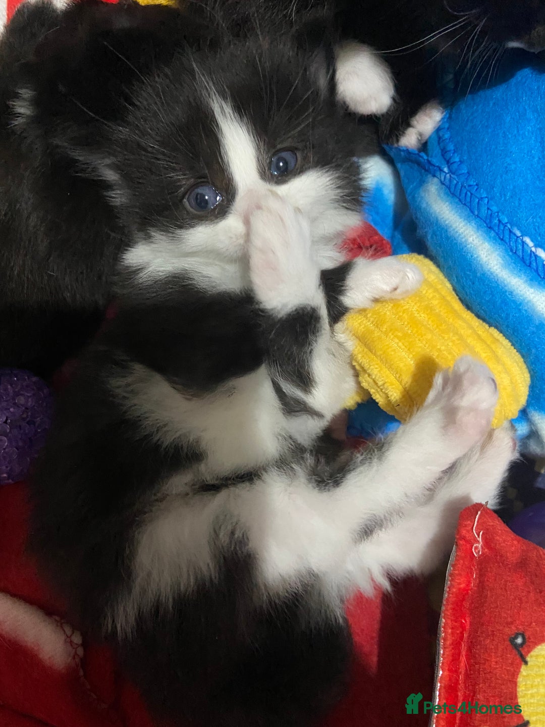 Domestic Shorthair cats for sale: Female kittens - Image 11
