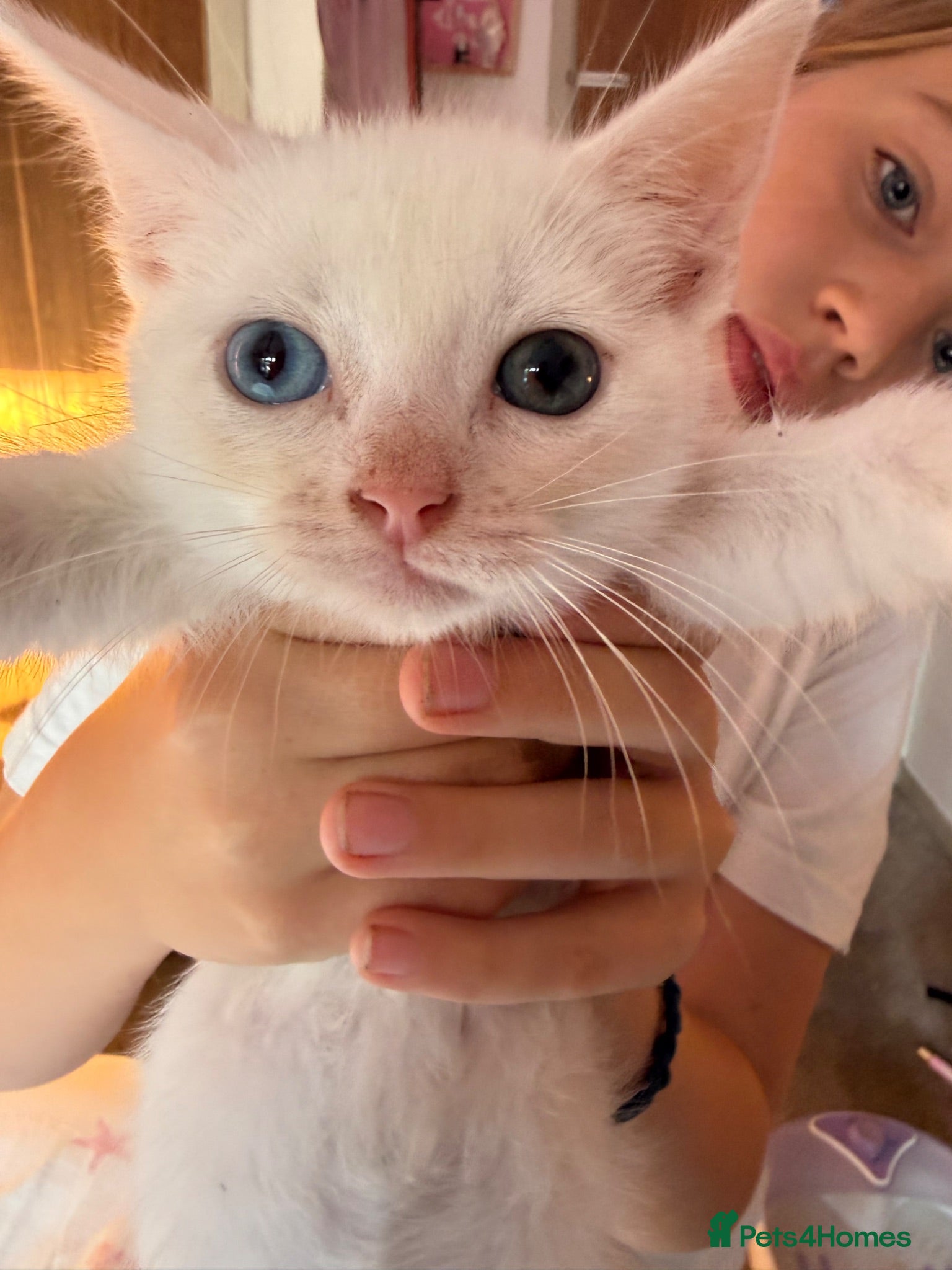 Mixed Breed cats Kittens for Sale 2x Black and 2x White 8 weeks  - Advert 14