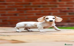 Miniature Dachshund dogs for sale: Miniature cream dachshund - Image 13