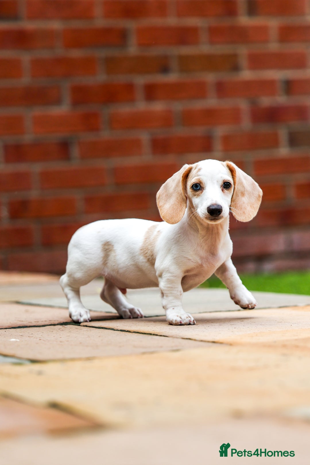 Miniature Dachshund dogs for sale: Miniature cream dachshund - Image 13
