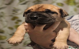 Bullmastiff dogs for sale: Quality Health Tested KC Bullmastiffs - Advert 2