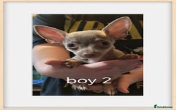 Chihuahua dogs for sale: Apple head chihuahua - Image 3