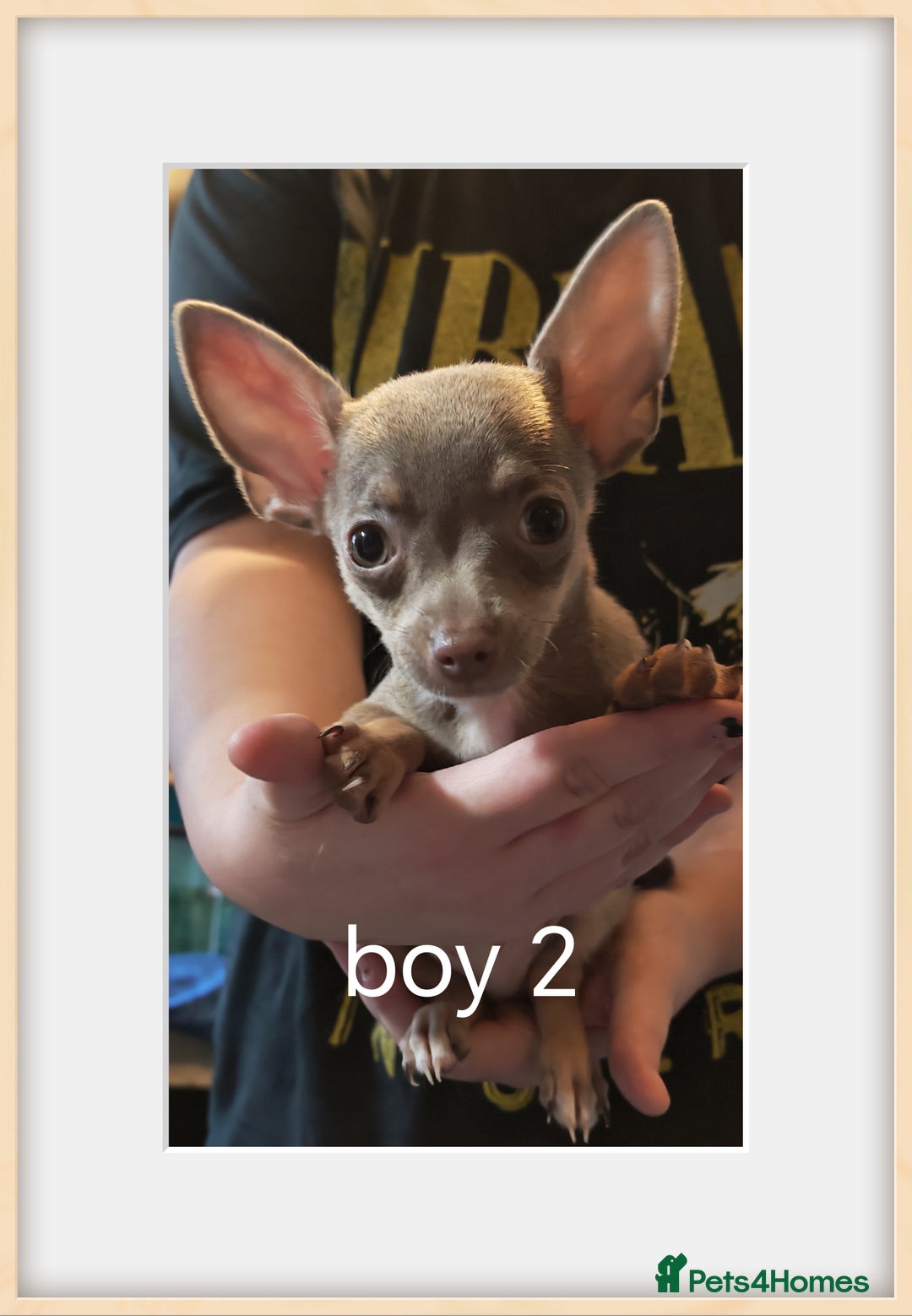 Chihuahua dogs for sale: Apple head chihuahua - Image 3