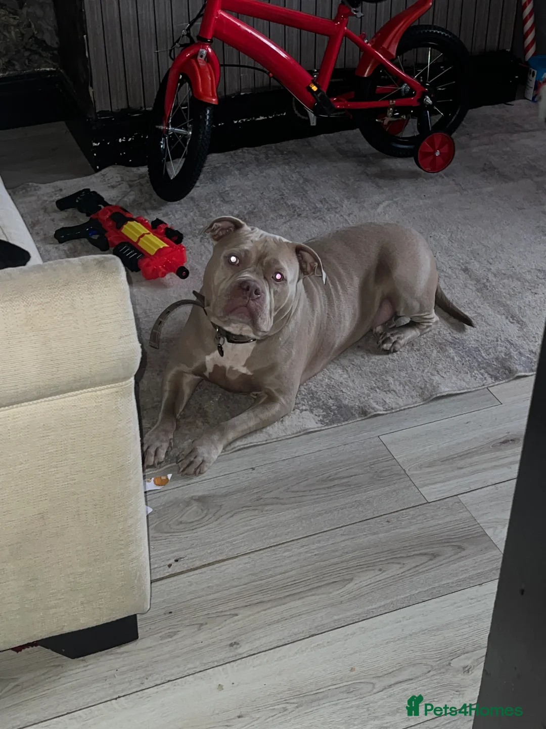 American Bully dogs for sale: Pocket bully - Advert 2