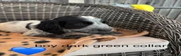 Cocker Spaniel dogs for sale: Cocker spaniel puppies  - Advert 11
