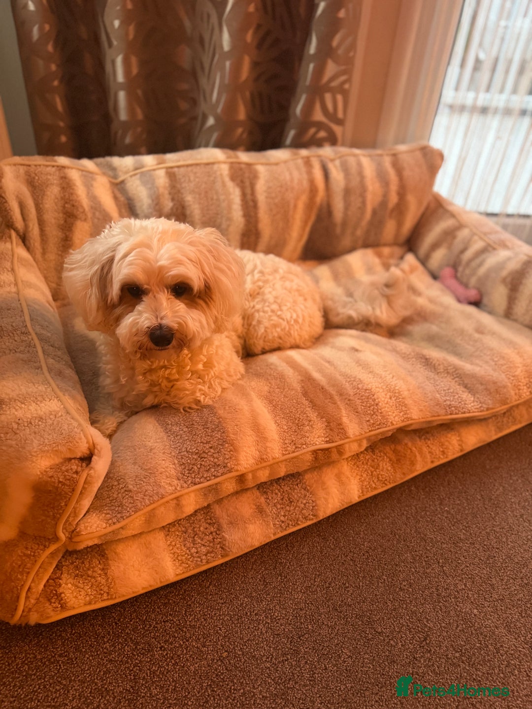 Mixed Breed dogs for sale: Cavapoochon Pups Wait List South Yorkshire - Image 14