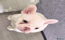 French Bulldog dogs for sale: KC FRENCH BULLDOG PUPPIES - READY NOW - Image 1