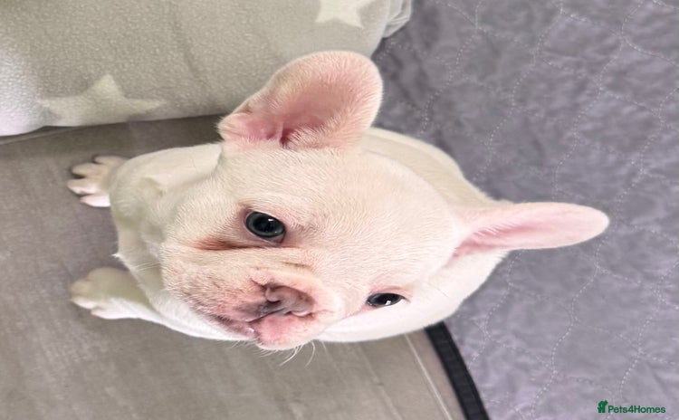French Bulldog dogs - Advert 11