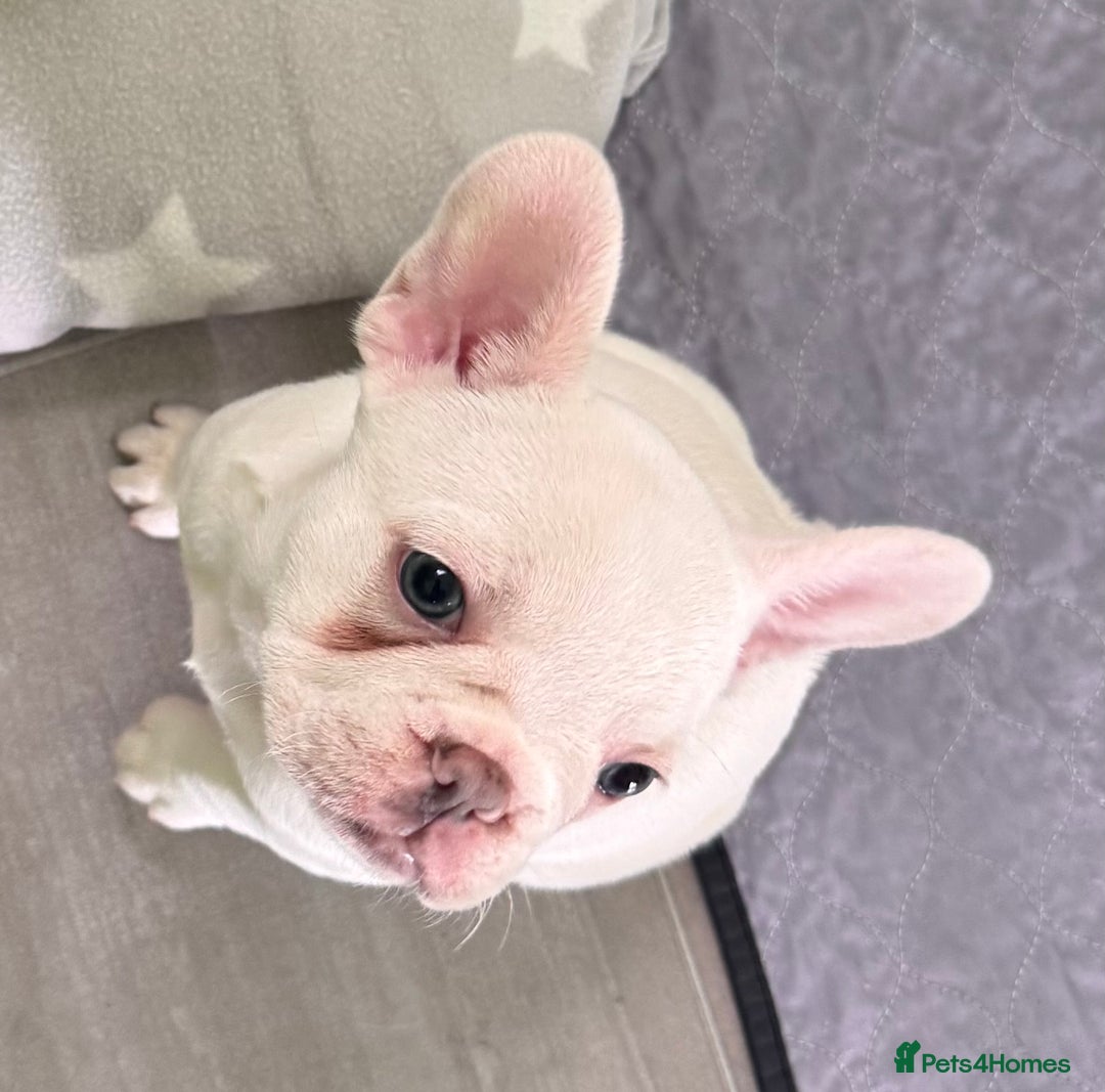 French Bulldog dogs for sale: KC FRENCH BULLDOG PUPPIES - READY NOW - Image 1