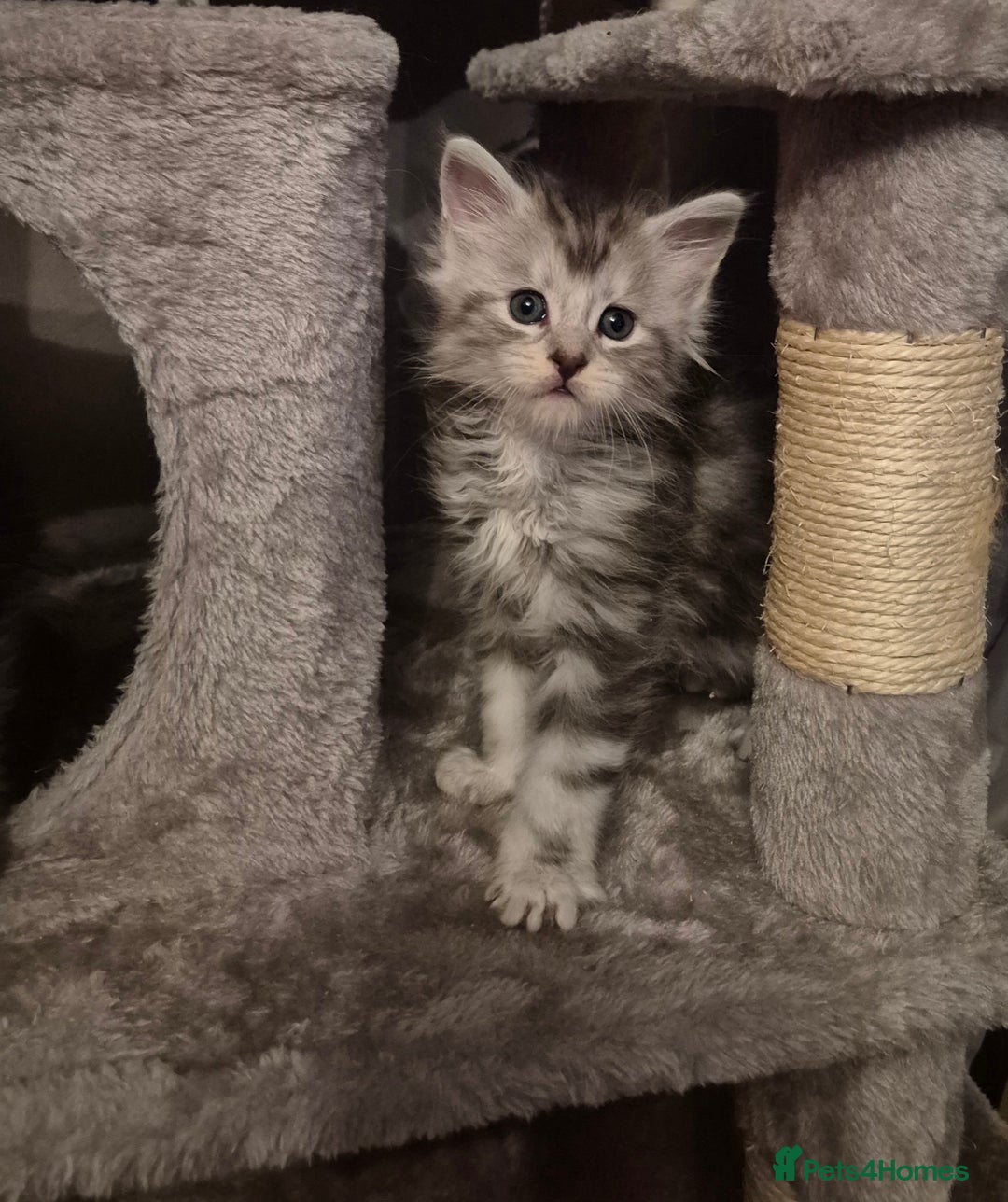 Maine Coon cats for sale: Maine Coon kittens - Advert 33