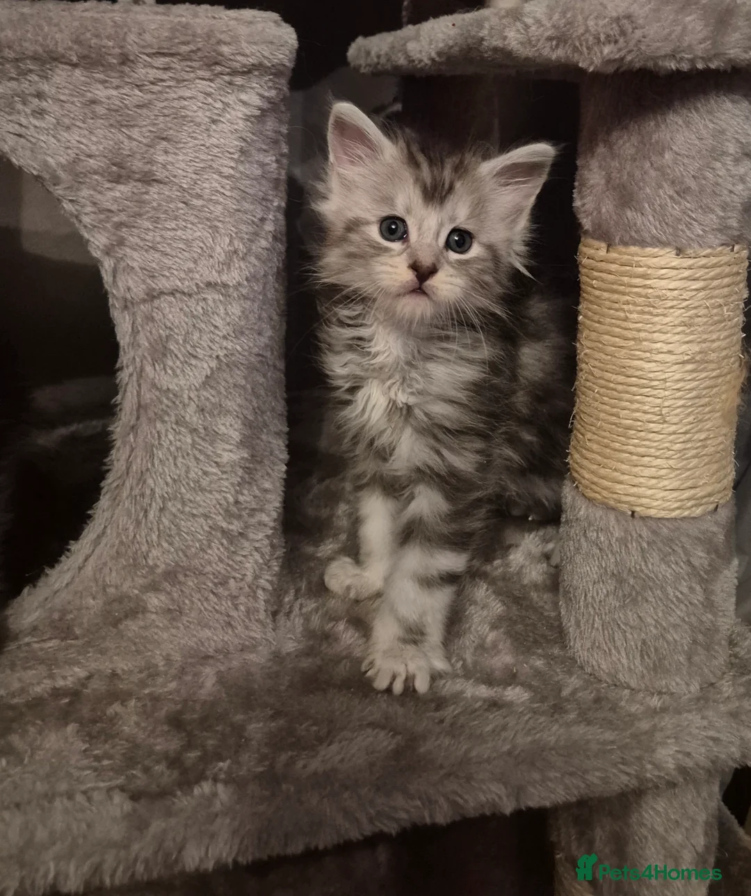 Maine Coon cats for sale: Tica registered Maine Coon kittens - Advert 33