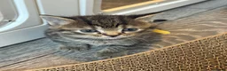British Shorthair cats for sale: 4 British short hair kittens  - Advert 27