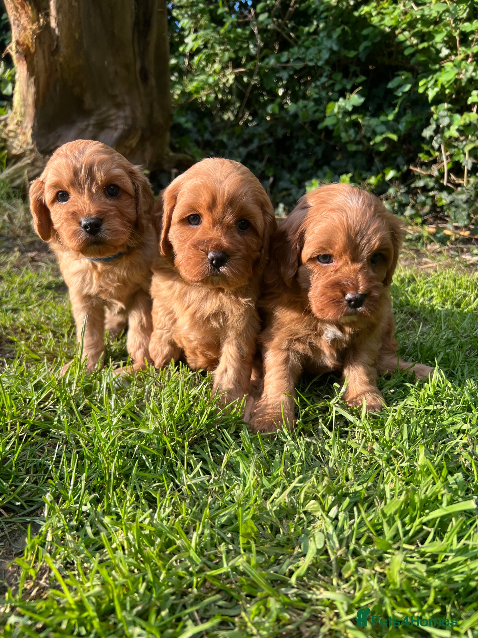 Cavapoo dogs 3 Cavapoo puppies  - Advert 5