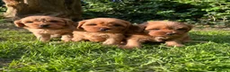 Cavapoo dogs for sale: Ready now, 1 Cavapoo puppy - Advert 5