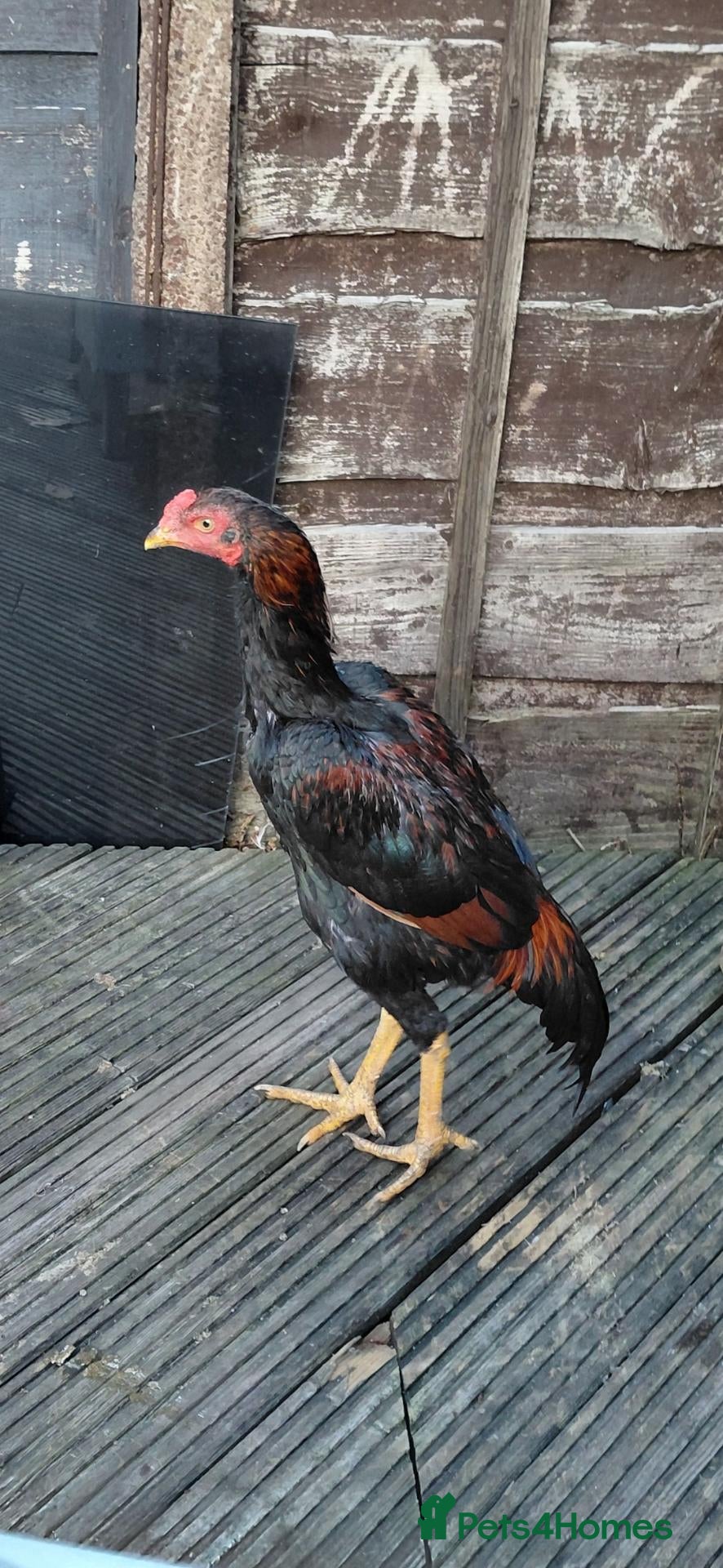 Chickens poultry Aseel  - Advert 5