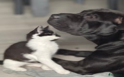 Mixed Breed cats for sale: 2 male kittens - Image 7