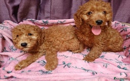 Cavapoo dogs for sale: Cavapoo puppy's  - Image 8