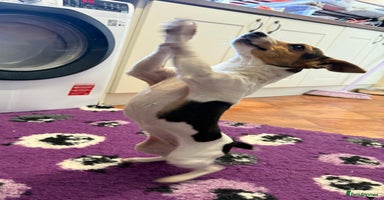 Jack Russell dogs - Advert 3