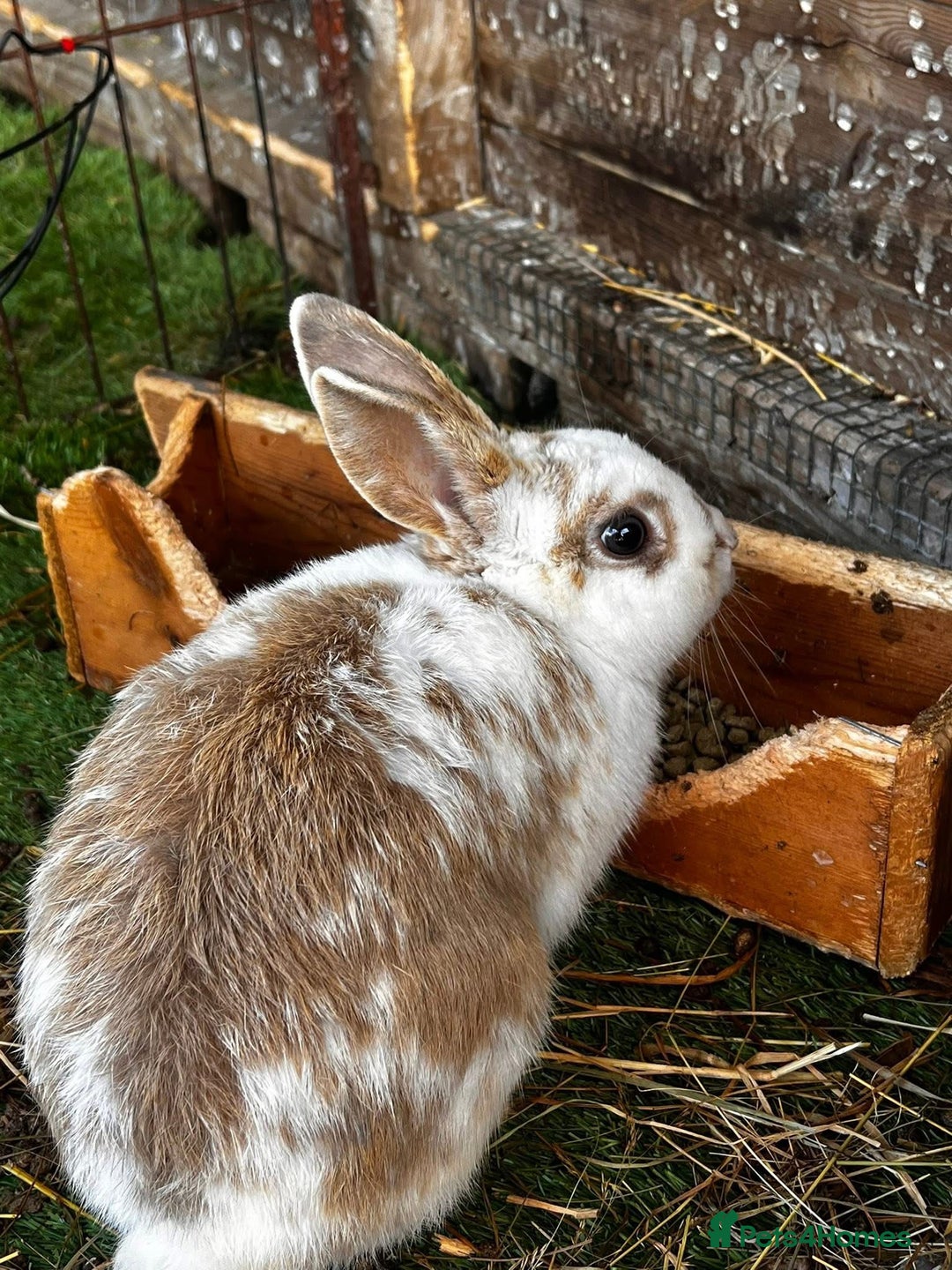 Mixed Breed rabbits for sale: 2 Male rabbit Rex , lionhead cross  - Image 2