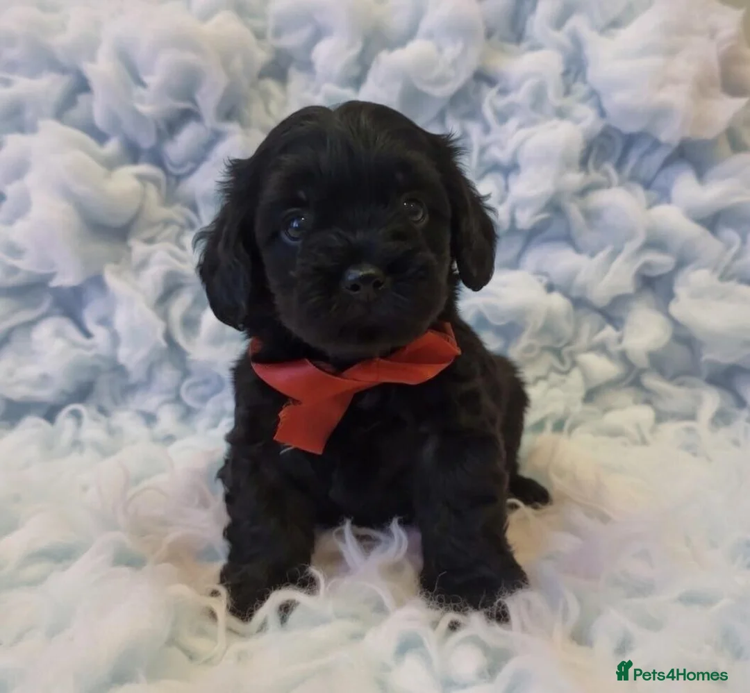 Maltipoo dogs for sale: Teddy bear Maltipoos, DNA Health tested - Advert 14