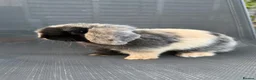 Mini Lop rabbits for sale: Pedigree Mini Lop Buck – Black Harlequin  in Wotton-under-Edge - Advert 6