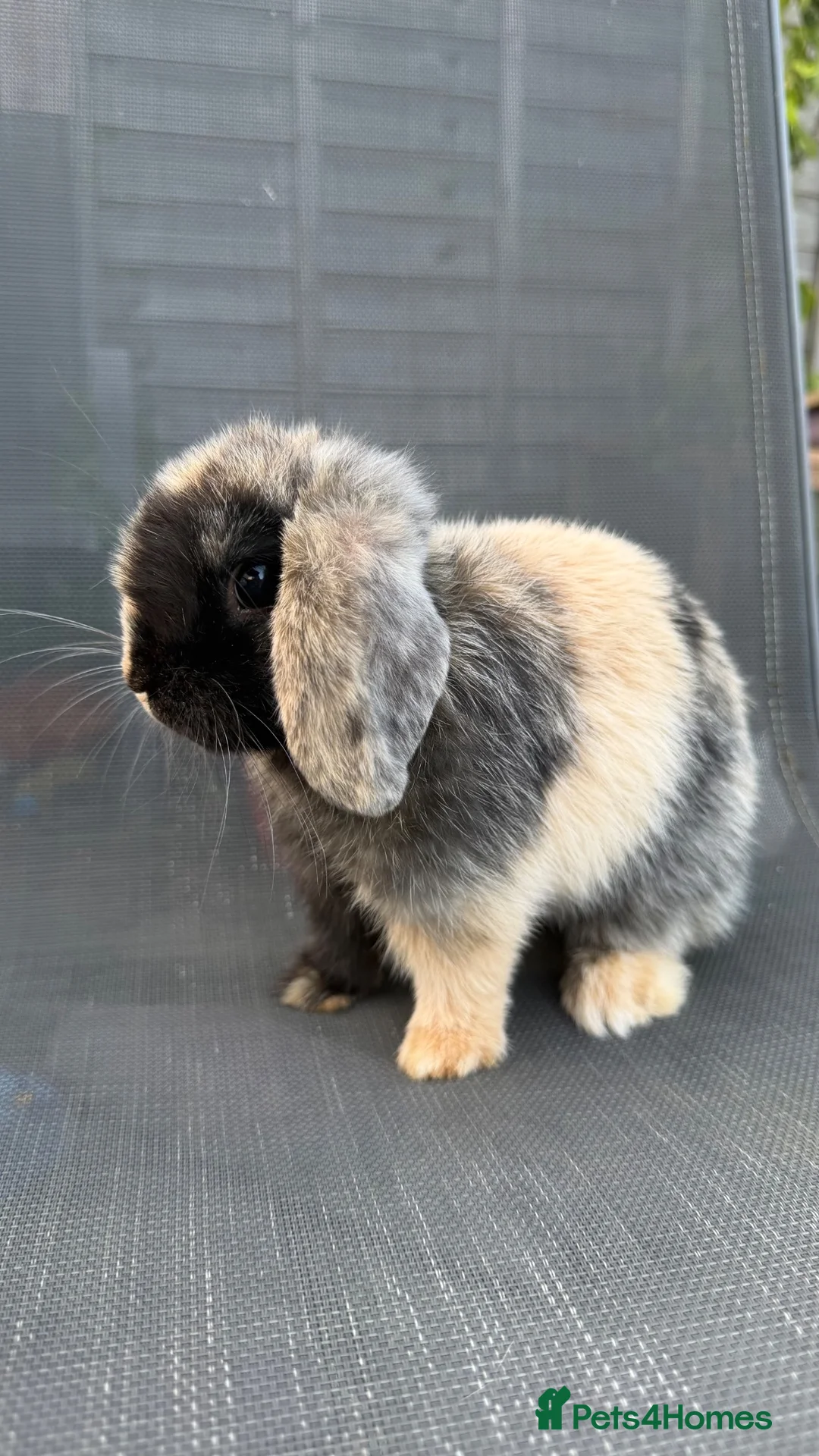 Mini Lop rabbits for sale: Pedigree Mini Lop Buck – Black Harlequin  in Wotton-under-Edge - Advert 6