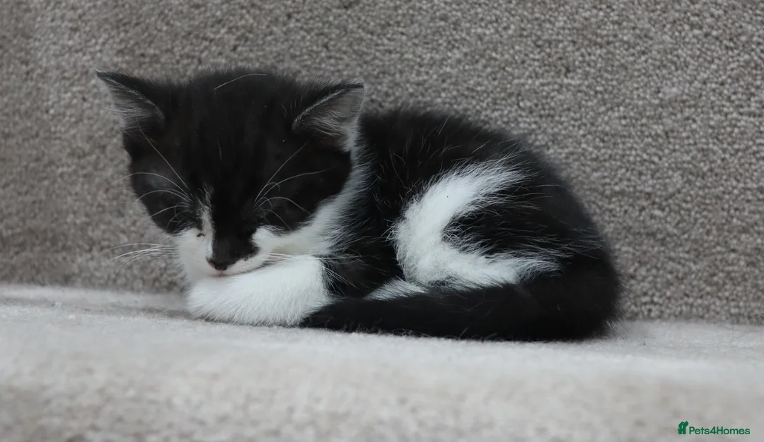 Domestic Shorthair cats for sale: Four beautiful kittens remaining - Advert 5