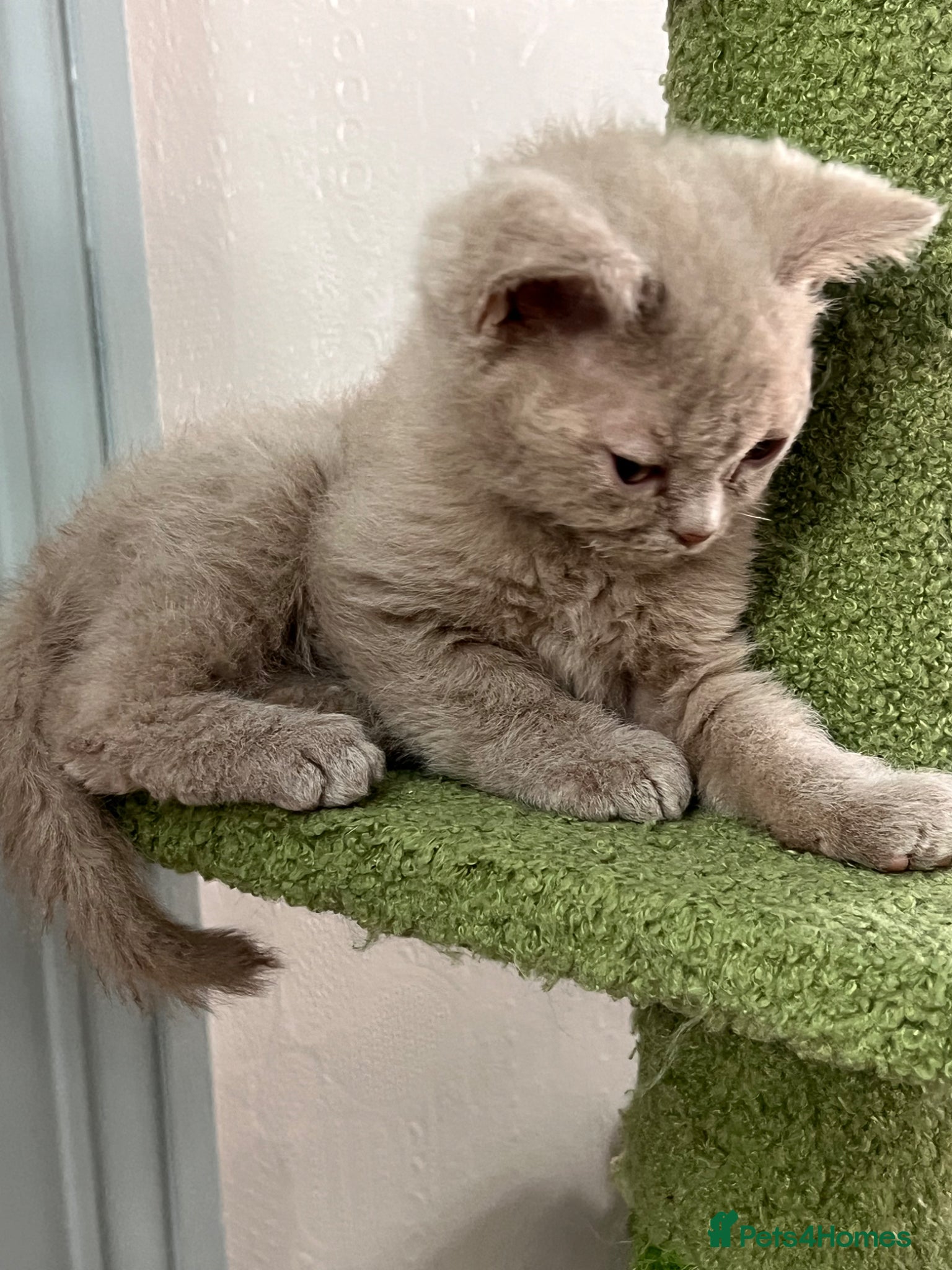 Selkirk Rex cats RARE LILAC SELKIRK REX 🐈😻 - Advert 15