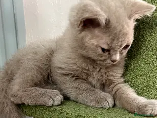 Selkirk Rex cats RARE LILAC SELKIRK REX 🐈😻 - Advert 15