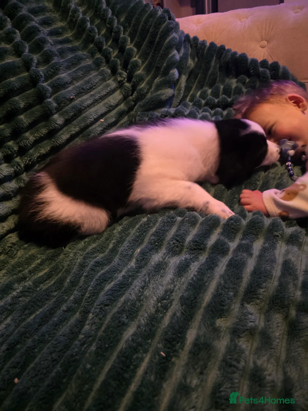 Border Collie dogs for sale: Border collie pups  - Advert 14