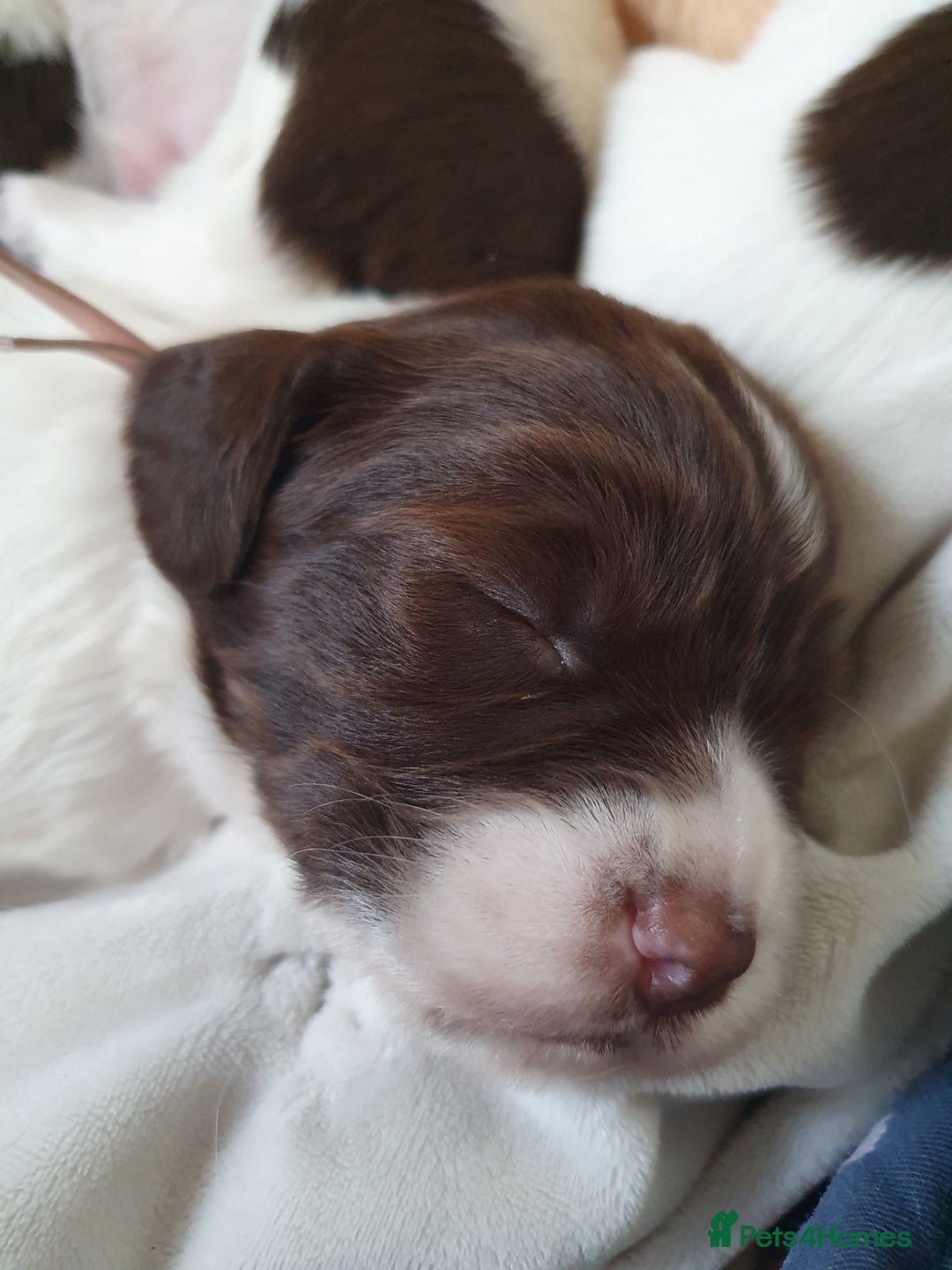 English Springer Spaniel dogs for sale:   English Springer Spaniel puppies  - Image 32