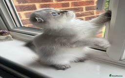 Scottish Fold cats for sale: Pedigree Champion line SFLH girl  in Rainham - Image 5