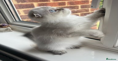 Scottish Fold cats in Rainham - Advert 6