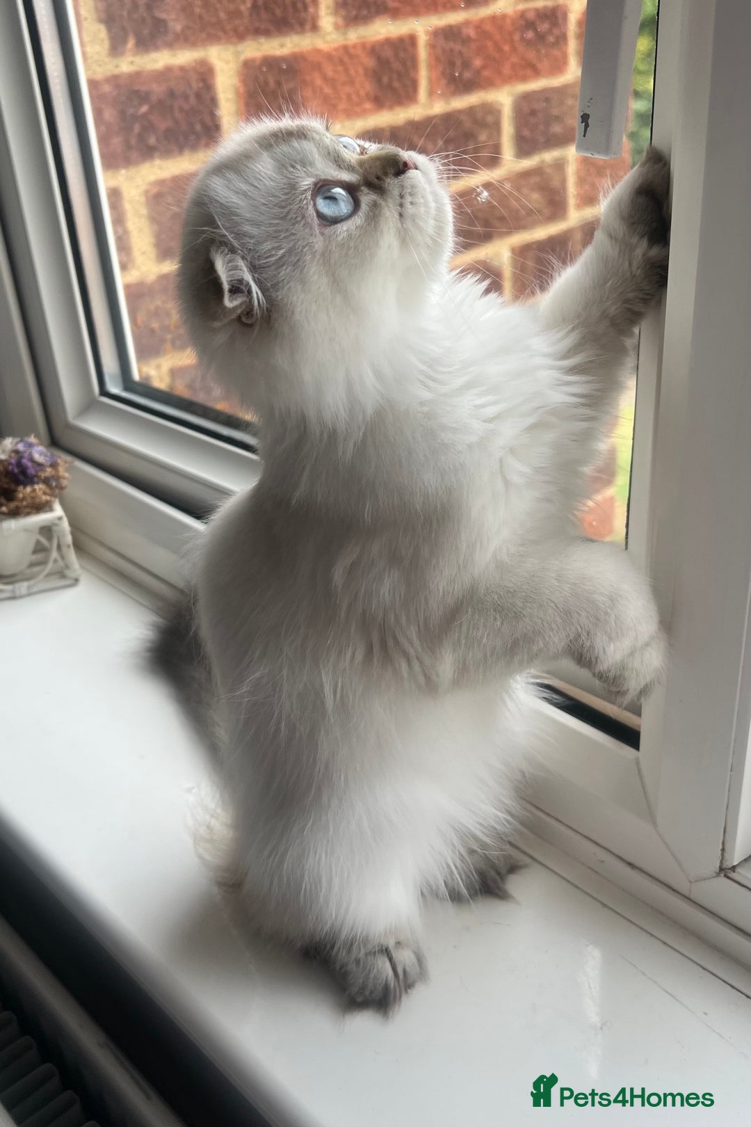 Scottish Fold cats for sale: Pedigree Champion line SFLH girl  in Rainham - Image 5