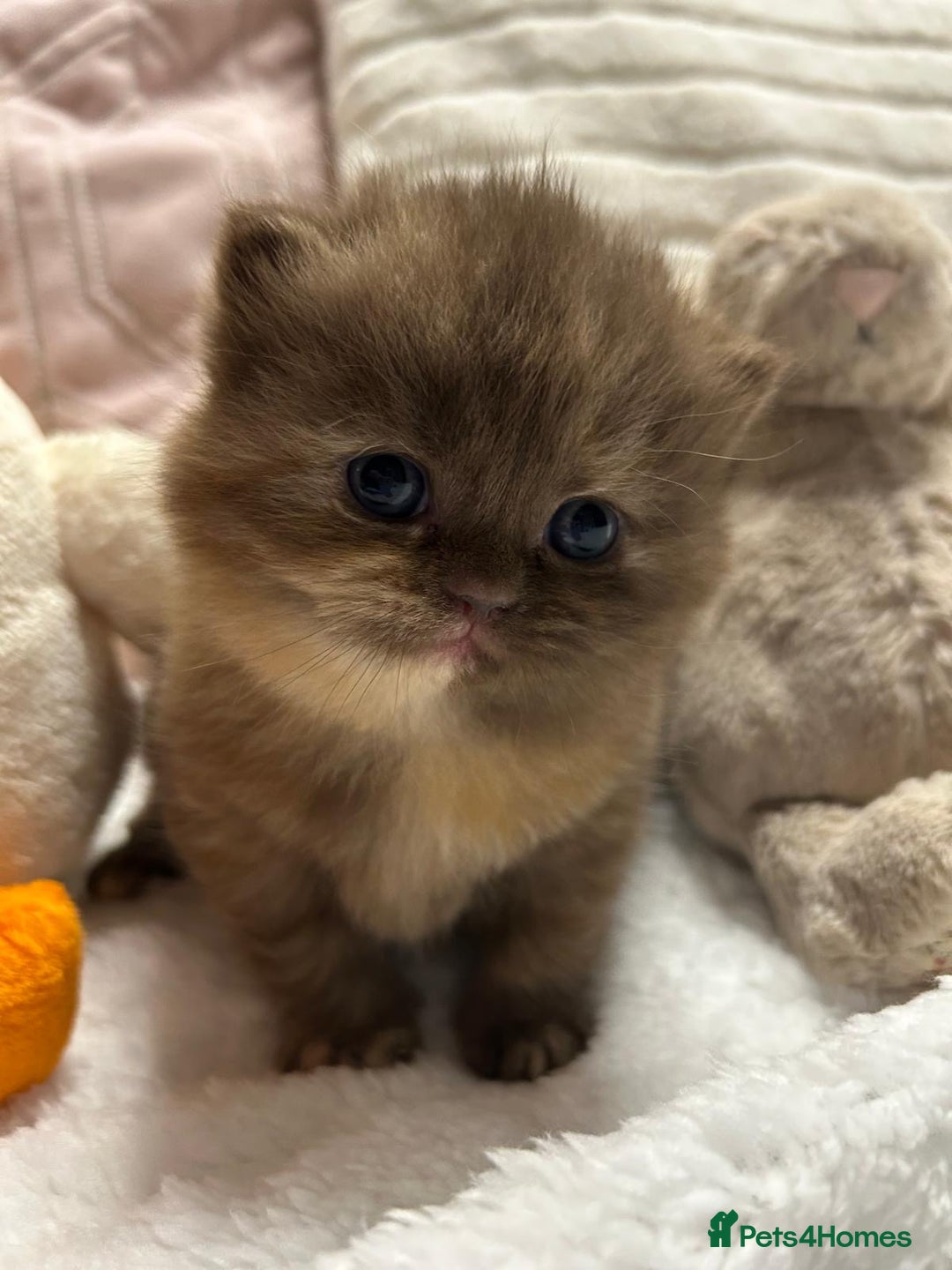 British Shorthair cats for sale: GCCF BRITISH SHORTHAIR KITTENS - Advert 31