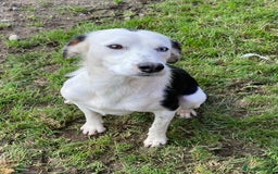 Bordoodle dogs for sale: Adorable & Confident Collie x poodle pups - Image 24