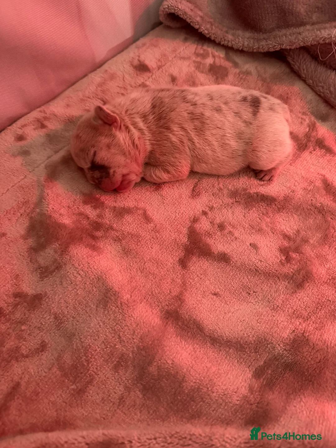 French Bulldog dogs for sale: French bulldog pups  - Advert 16