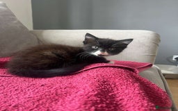 Mixed Breed cats for sale: Black female kitten  - Image 4