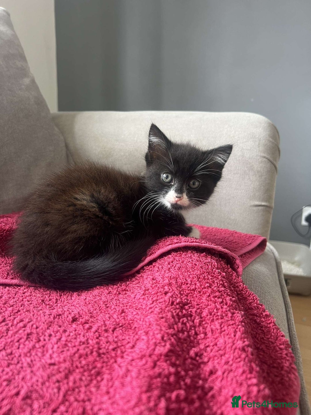Mixed Breed cats for sale: Black female kitten  - Image 4