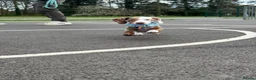 Miniature Dachshund dogs for sale: Frank - miniature dachshund  in Wolverhampton - Advert 4
