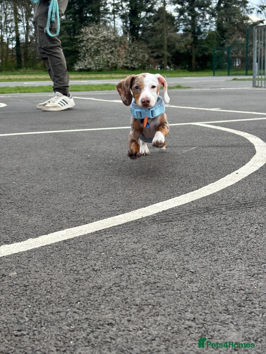 Miniature Dachshund dogs for sale: Frank - miniature dachshund  in Wolverhampton - Advert 4