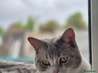 Selkirk Rex cats Absouloutly stunning Tica reg selkirk rex - Advert 1