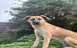 Shepsky dogs for sale: Beautiful Bitch for adoption we don’t want money - Image 6